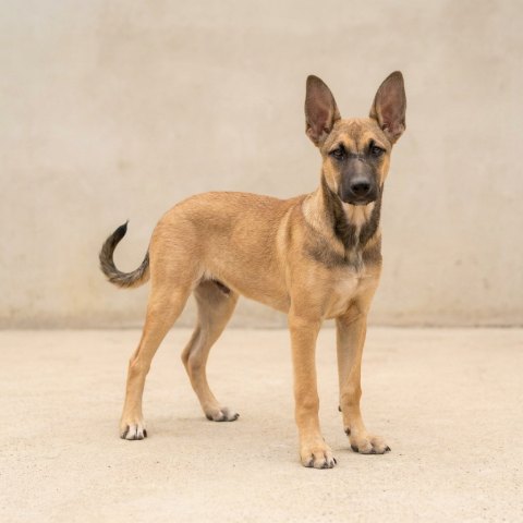 Adopción perro 031124