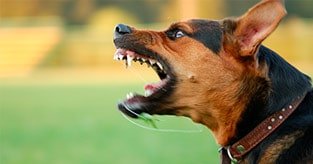 Adiestramiento de Obediencia Málaga Rincón de la Victoria y La Cala del Moral