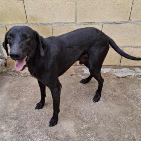 Adopción perro 000324