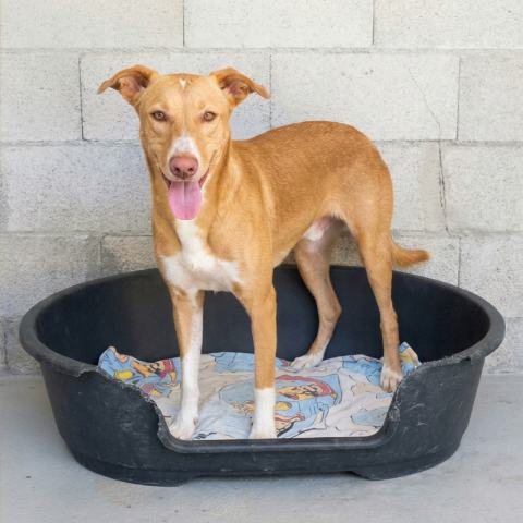 Adopción perro 005325