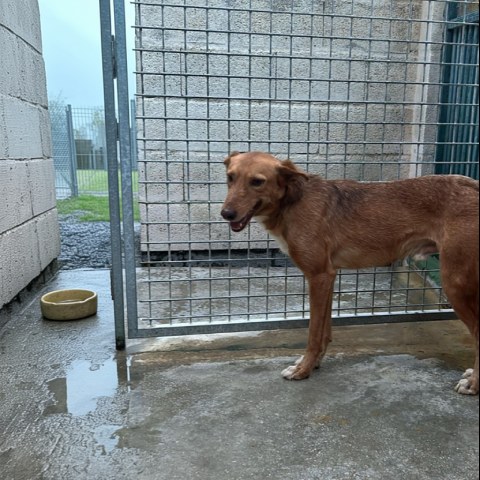 Adopción perro 006824