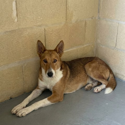 Adopción perro 007124