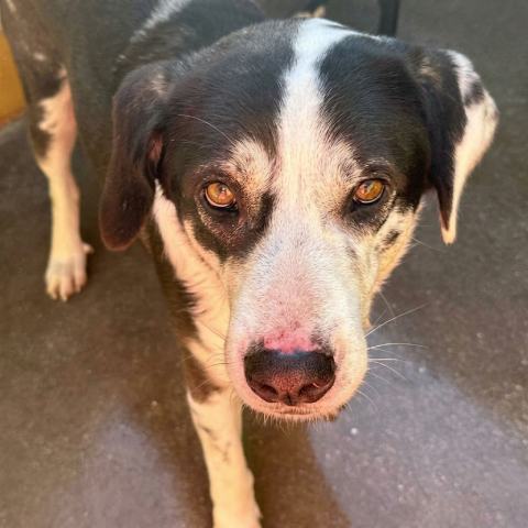 Adopción perro 0126/23