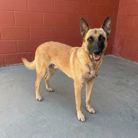 Adopción perro 014823