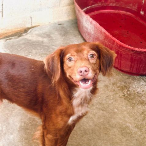 Adopción perro 015325