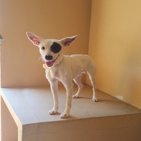 Adopción perro 015525