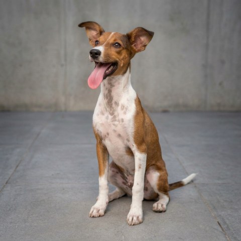 Adopción perro 018124