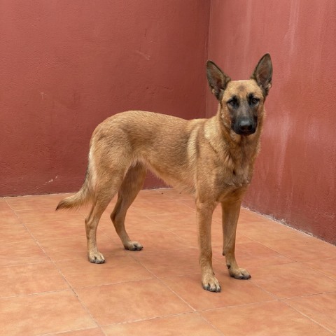 Adopción perro 019224