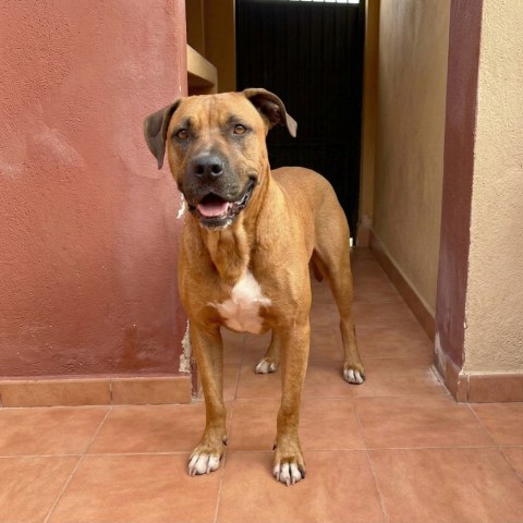 Adopción perro 023024