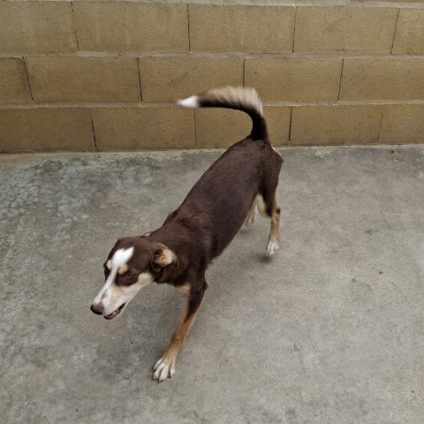 Adopción perro 024624