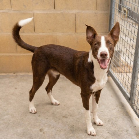 Adopción perro 024724