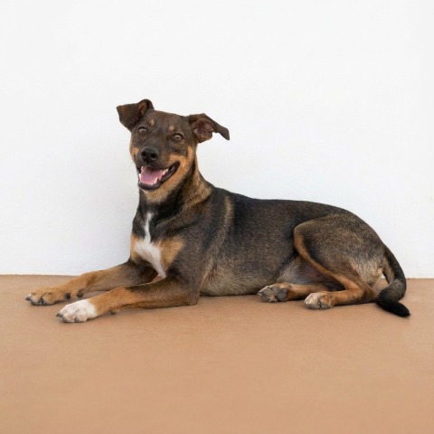 Adopción perro 027624