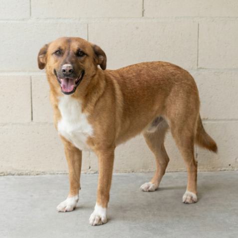 Adopción perro 028424