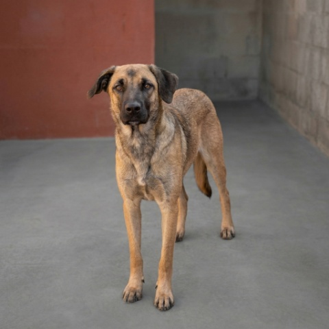 Adopción perro 030824