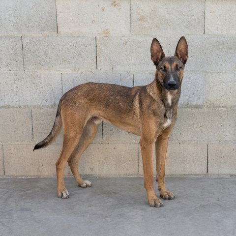 Adopción perro 031324
