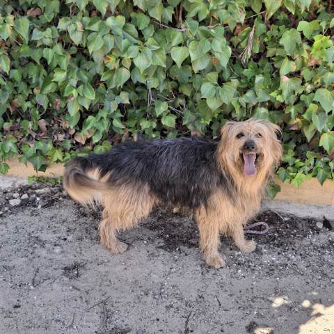 Adopción perro 032824