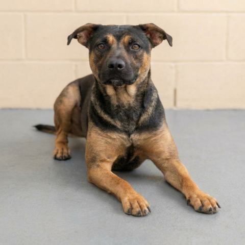 Adopción perro 035624