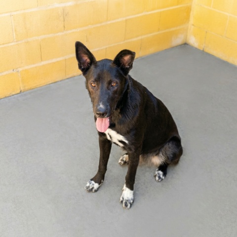 Adopción perro 047723