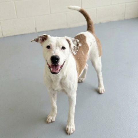 Adopción perro 063023