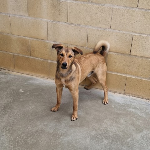 Adopción perro 063623