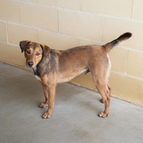 Adopción perro 063723