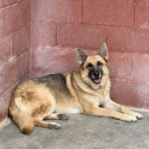 Adopción perro 068523