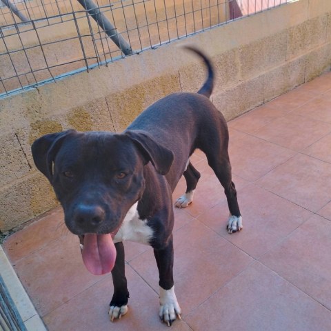 Adopción perro 071023