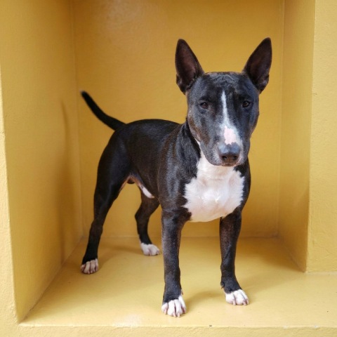 Adopción perro 074123
